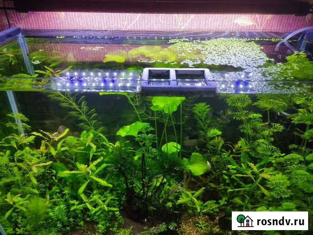 Аквариумные растения Омск - изображение 1