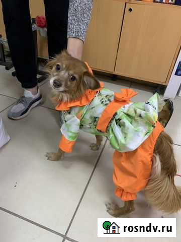 Дождевик для собак Тула - изображение 1