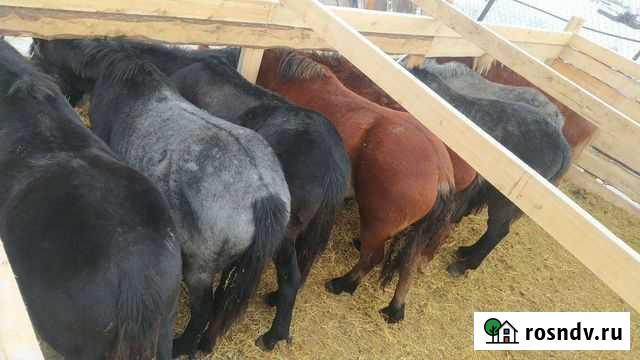 Лошади Шербакуль - изображение 1