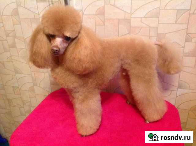 Вязка. Кобель пудель миниатюрный Петрозаводск - изображение 1