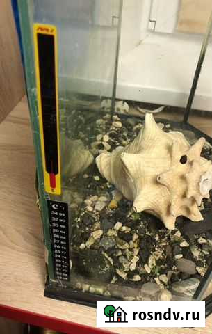 Аквариум на 40 литров и на 5 литров Оренбург - изображение 1