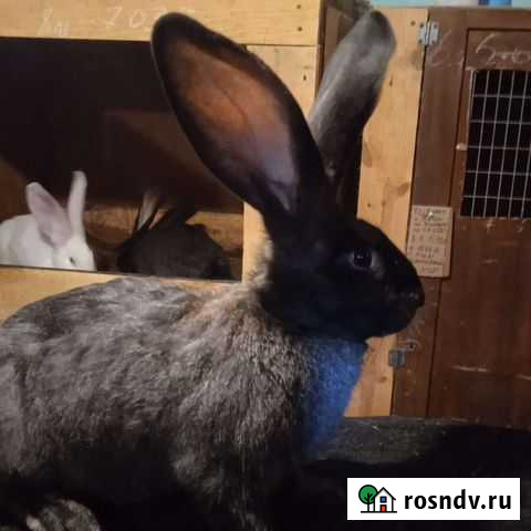 Любимчики Екатеринбург - изображение 1