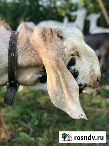 Козел нубийский вязка Одоев - изображение 1