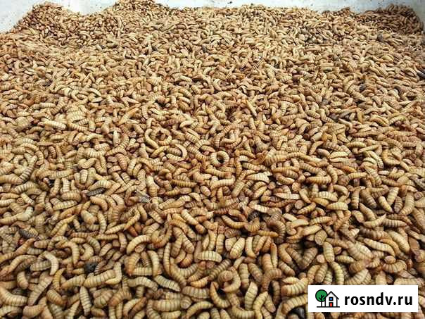 Кормовые крысы, мыши, голыши Можайск - изображение 1