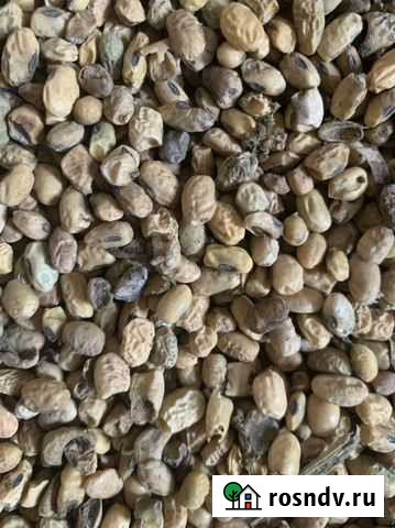 Соя продам Песчанокопское - изображение 1