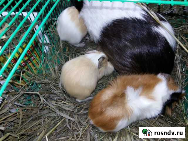 Продам Морских Свинок Красноярск - изображение 1