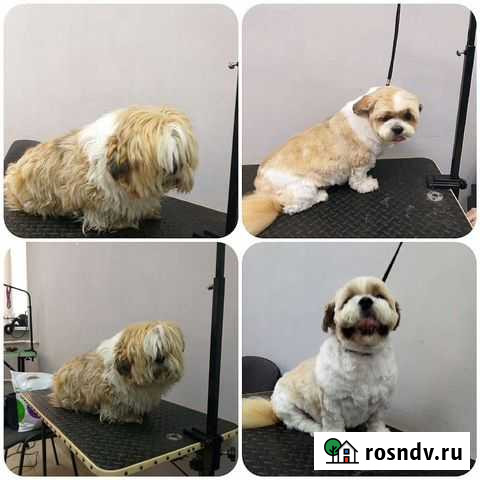 Груминг, уход и стрижка животных Владимир - изображение 1