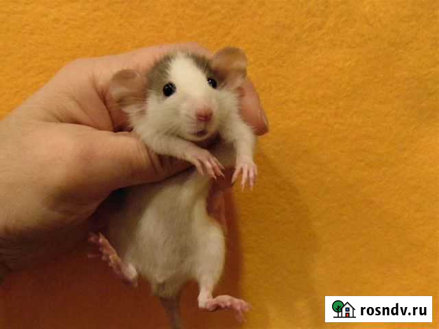 Крысы, крысята редкие окрасы - питомник, клетки Санкт-Петербург - изображение 1