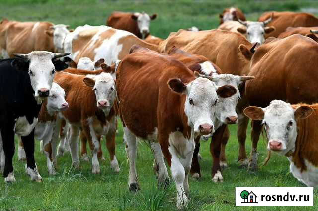 Коровы дойные молочные Маячный - изображение 1