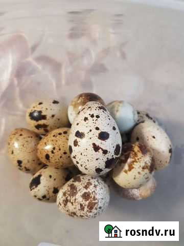 Яйца перепелиные домашние Старая Русса - изображение 1