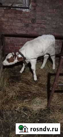 Телочка Староминская - изображение 1