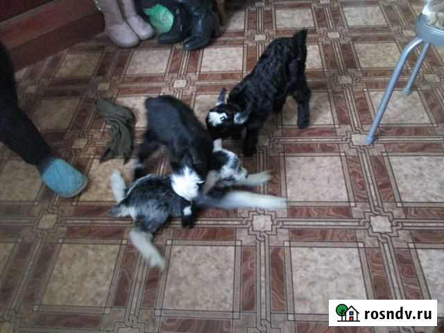 Козлята Георгиевка - изображение 1