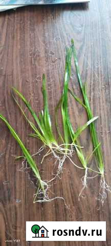 Продам Валиснерию обычную. Цена за один кустик Карасук - изображение 1