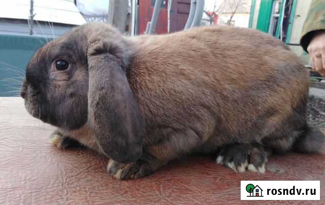 Кролики Калач - изображение 1
