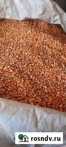 Кукуруза зерно Казанская - изображение 1