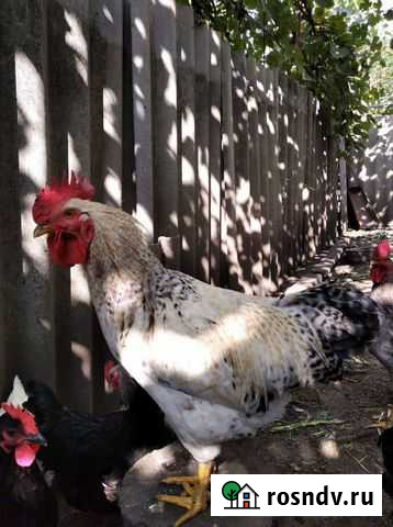 Петух племенной Строитель - изображение 1