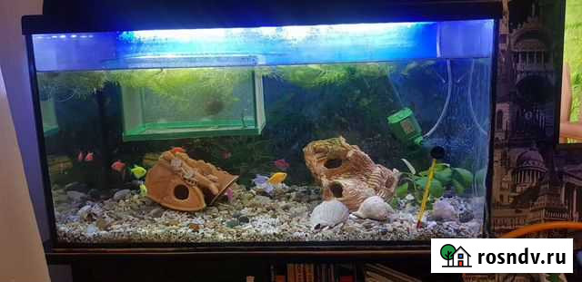 Аквариум с тумбой100 литров Балаково - изображение 1
