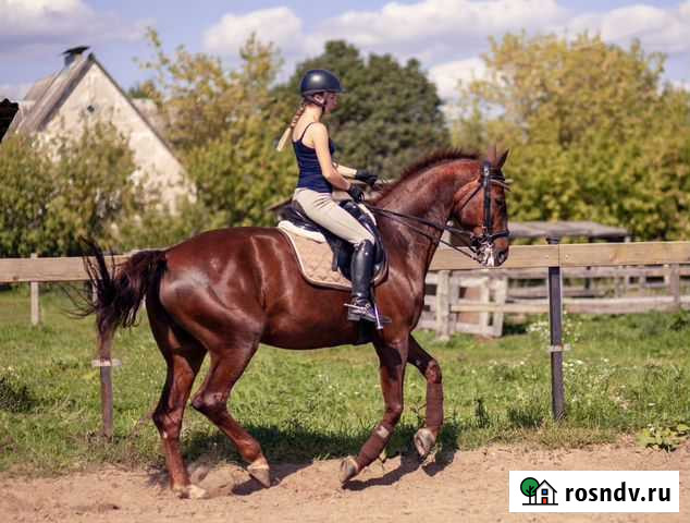 Лошадь в аренду Москва - изображение 1