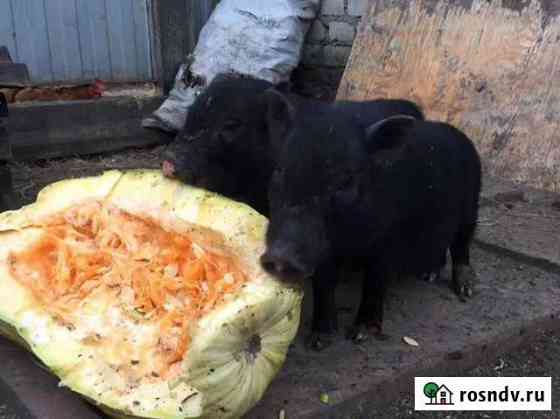 Вьетнамские поросята Новозыбков