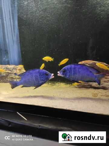 Фенохилус мдока Казань - изображение 1