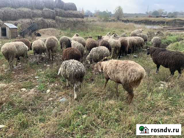 Овцы Чапаевское - изображение 1