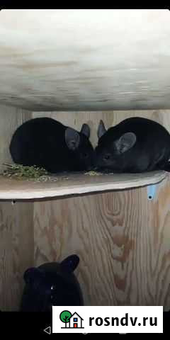 Шиншиллята эбони, из питомника Хабаровск - изображение 1
