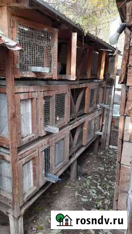 Клетки для кролика Абакан - изображение 1