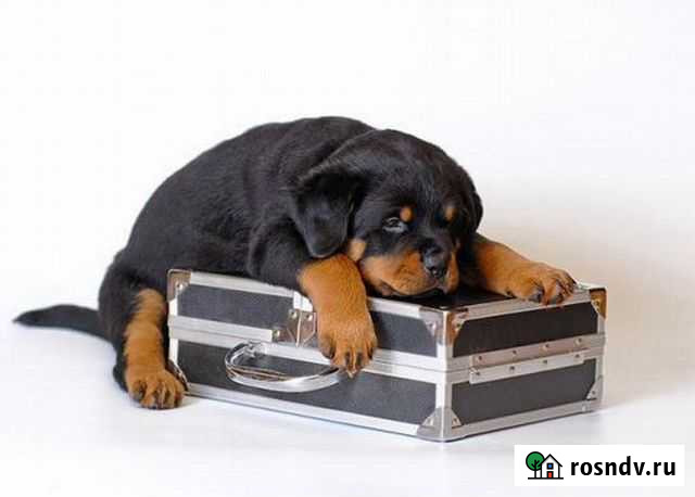 Гостиница для собак Казань - изображение 1