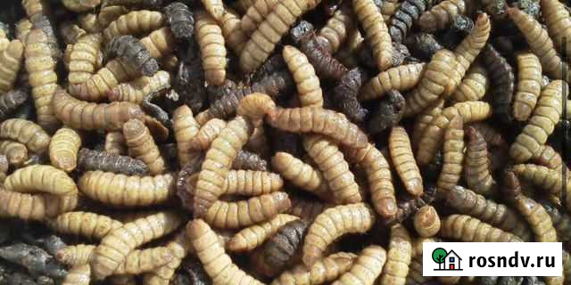 Корма для животных Орск - изображение 1