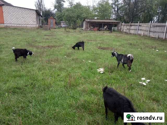 Козы дойных пород Урус-Мартан - изображение 1