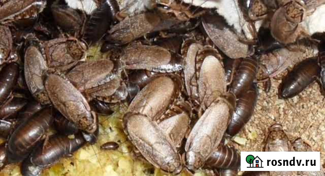 Мраморные тараканы. (кормовые) Армавир - изображение 1