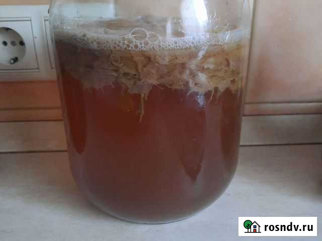 Чайный гриб Иркутск - изображение 1