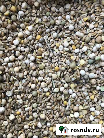 Горох/пшеница Ковылкино - изображение 1