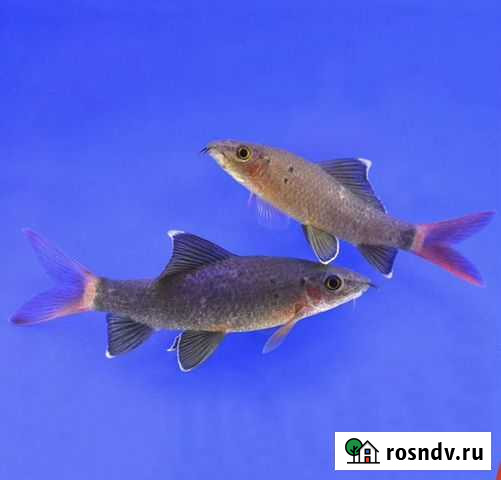 Лабео двухцветный Екатеринбург - изображение 1