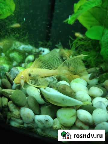 Сомики анциструсы Жуковский - изображение 1