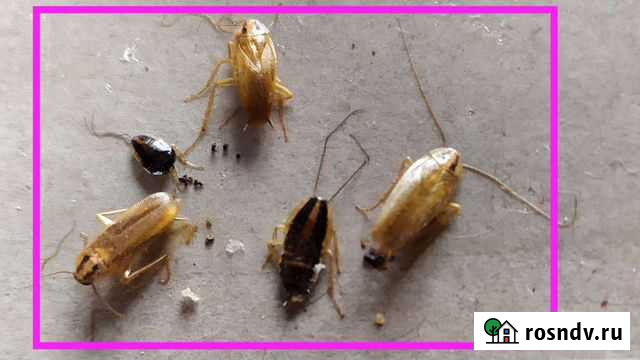Уничтожение клопов ос тараканов Пермь - изображение 1