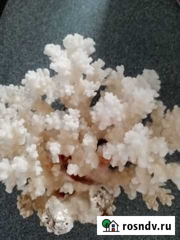 Коралл Светлогорск - изображение 1