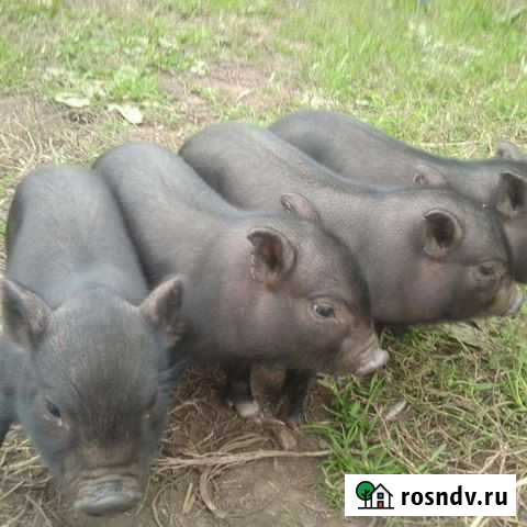 Вьетнамские вислобрюхие поросята Шексна - изображение 1