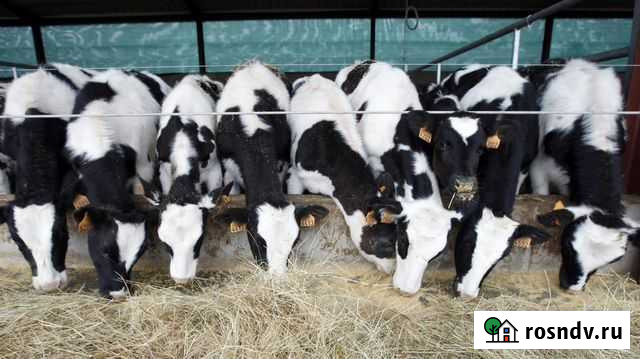 Идеальный вариант для откорма бычки Шаран - изображение 1