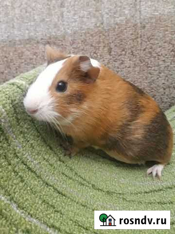 Морская свинка Казань - изображение 1