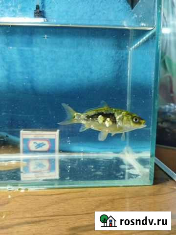 Карп кои. Аквариумные креветки Ижевск - изображение 1