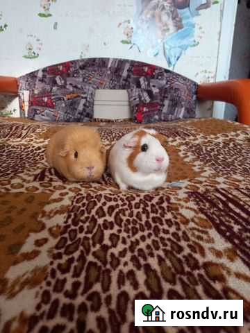 Морская свинка Биробиджан - изображение 1