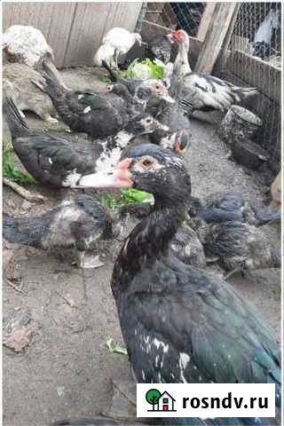 Индоутки Великий Новгород - изображение 1