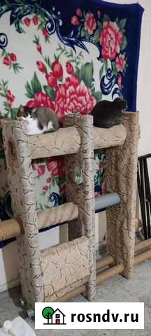 Королевская когтеточка для кошек Новомосковск - изображение 1