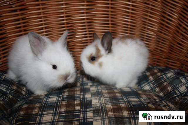 Кролики Москва - изображение 1