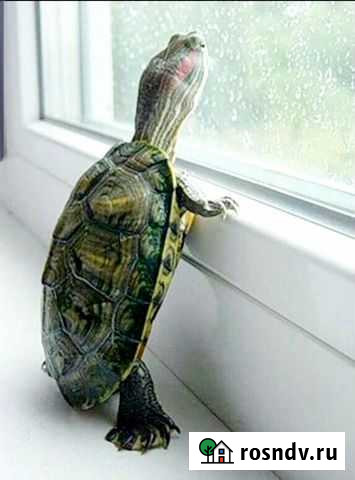 Красноухая черепаха с ладонь Балашиха - изображение 1