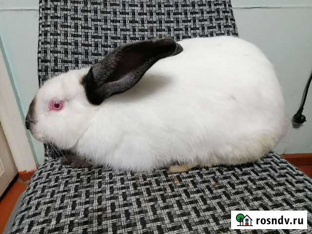 Калифорнийские кролики Тольятти - изображение 1