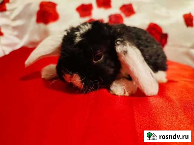 Карликовые вислоухие кролики Волгоград - изображение 1