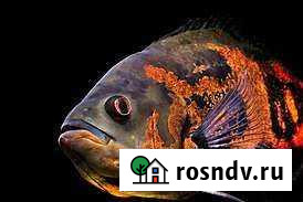 Отдам бесплатно Гвардейск - изображение 1