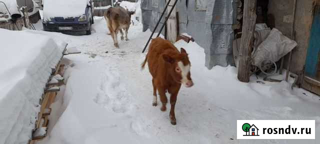 Корова с теленком Стерлитамак - изображение 1